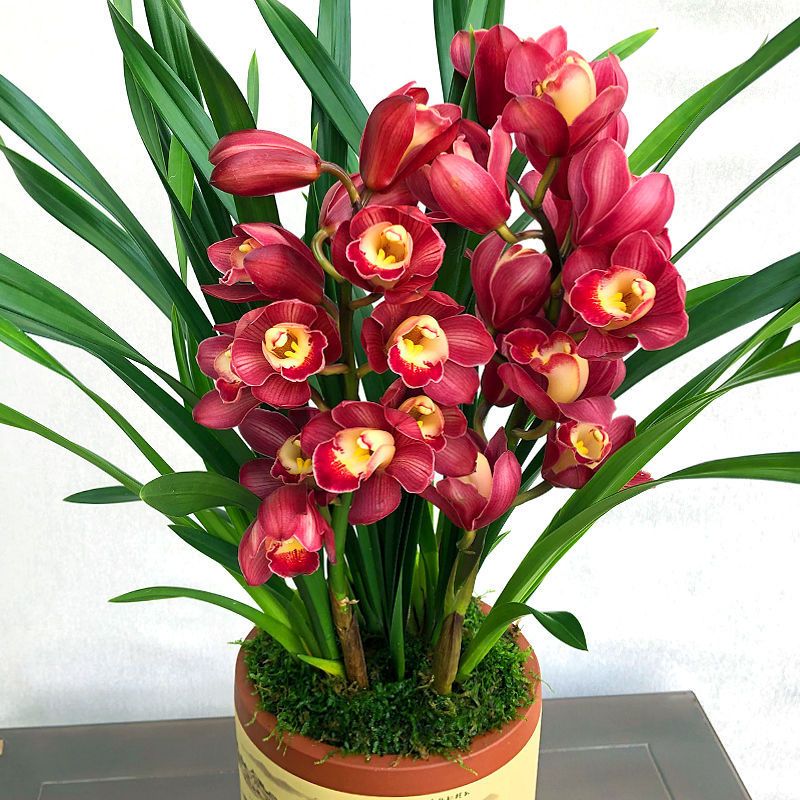 中国红5苗连体世界超香兰花紫气东来夏带花苞四季兰室内绿植盆栽花卉