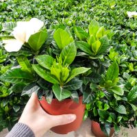 大盆栀子花+简易盆 【大盆栀子花带花苞发货】栀子花盆栽室内花卉绿植水培除甲醛植物