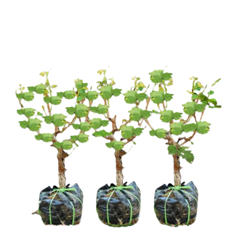 御恒泰 葡萄树 飓风无核白3-5年 棵高清大图