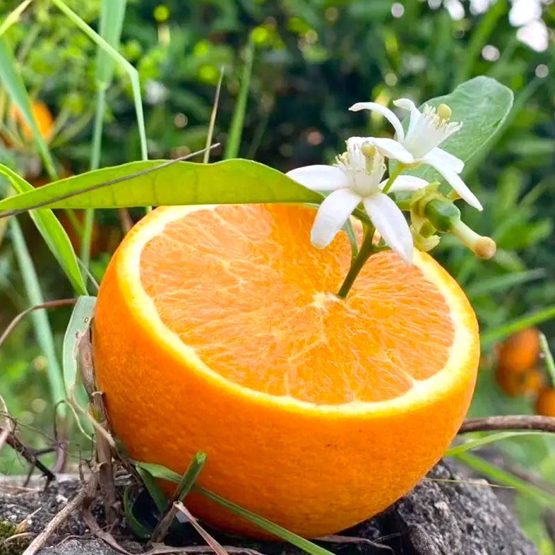 【中华特色】秭归馆 一苇农佳 秭归脐橙伦晚橙 甜橙 春橙 9斤纸箱装 精品果果径70mm-85mm 华中