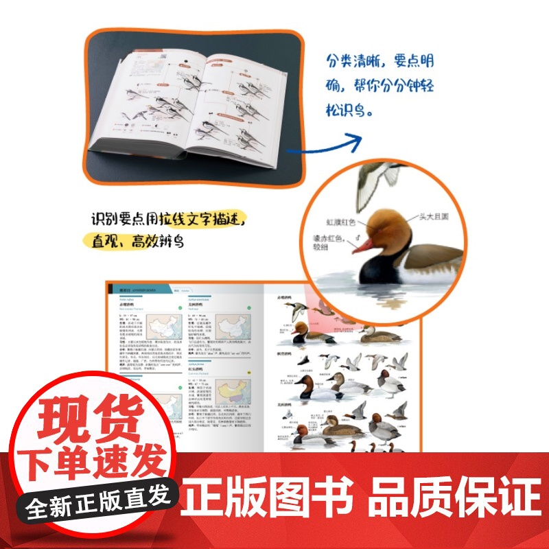 中国鸟类观察手册 中国鸟类行为动物科普图鉴 珍惜森林草原野鸟形态图鉴野生动物百科中国国家地理书籍正版高清大图