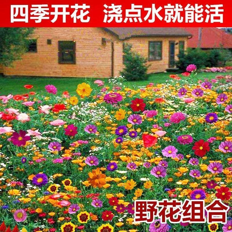 惠居尚品 七彩野花花种子(100克+2包肥)