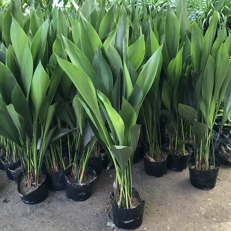 回固一叶兰盆栽耐寒植物长叶兰室内办公室观叶绿植兰花