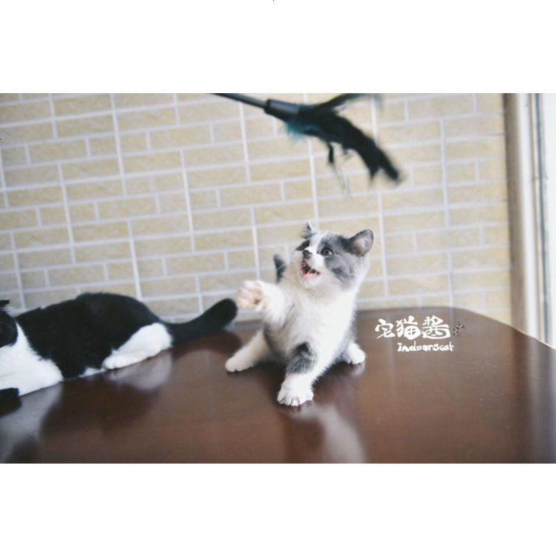宅猫酱 猫咪玩具GiGwi加长逗猫棒羽毛猫咪大兴奋两根