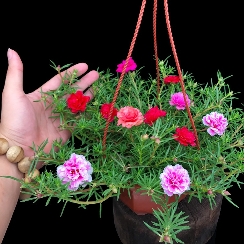 花小象园艺用品重瓣太阳花盆栽花卉四季带花货观花植物带根室内花好养净化空气 价格图片品牌报价 苏宁易购白熊家装专营店