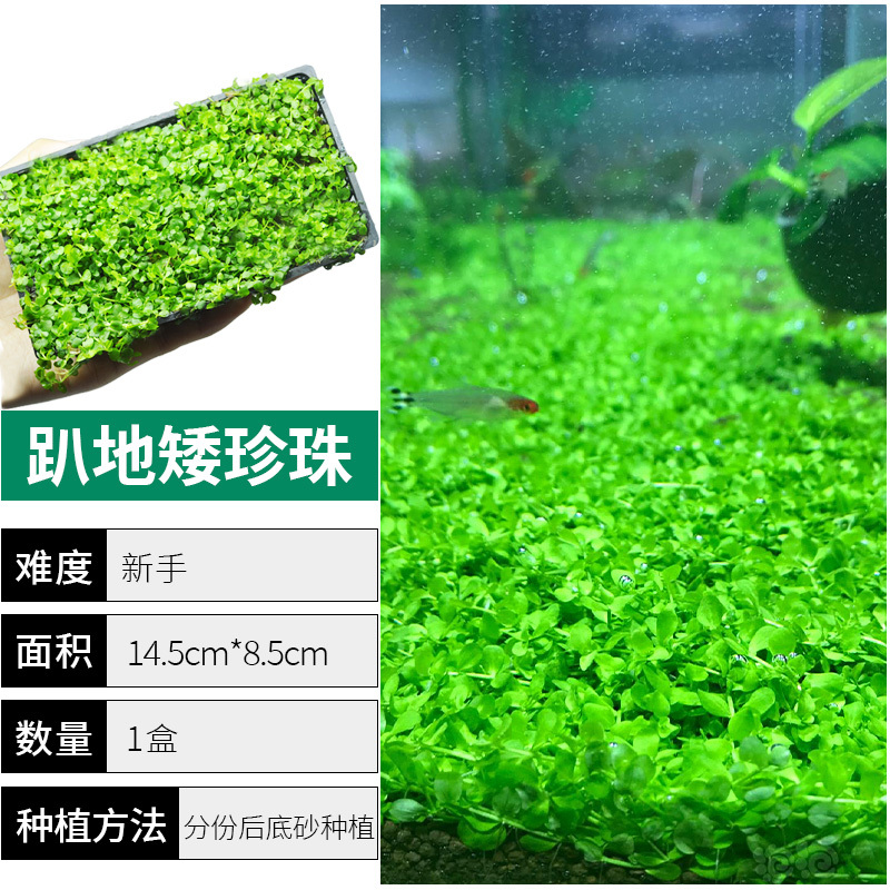 爬地矮珍珠前景水草植物日本水下叶鱼缸造景水培真草古法养鱼趴地