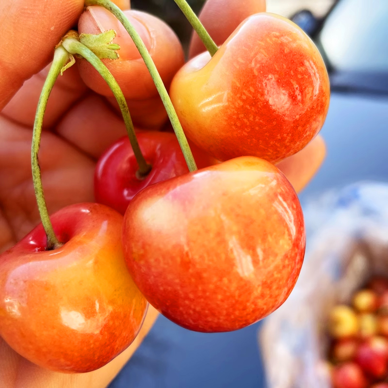 顺丰快递[西沛生鲜]新鲜智利黄金车厘子 净重4斤 J级 新鲜水果 大樱桃 酸甜可口 西沛高清大图