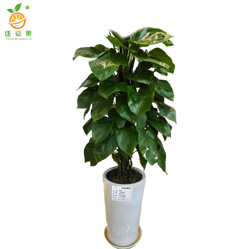 廷豪果 绿萝柱 1.5米高 /棵高清大图