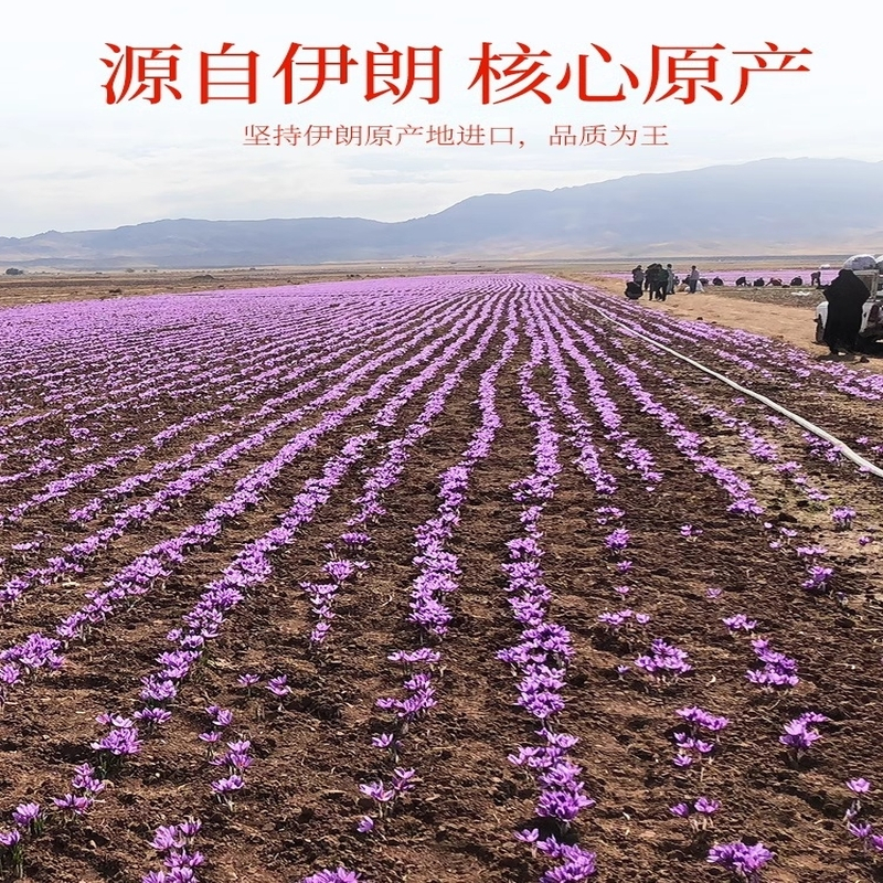 杞里香9g盒装1号藏红花礼盒