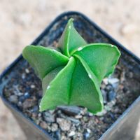 星兜多肉植物实生仙人球超兜小苗仙人掌肉肉开花室内盆栽防辐射 青皮鸾凤玉[不含盆土]
