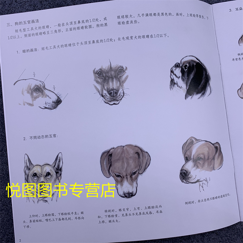 [正版]学画宝典中国画技法:狗 陈增胜著 狗的画法步骤教程 国画翎毛走兽画动物画技法基础入门步骤讲解教程 福建美术出版9高清大图