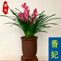 高宅 兰花 香妃 红贵妃 矮种浓香建兰四季兰 兰花苗花卉盆栽室内绿植物