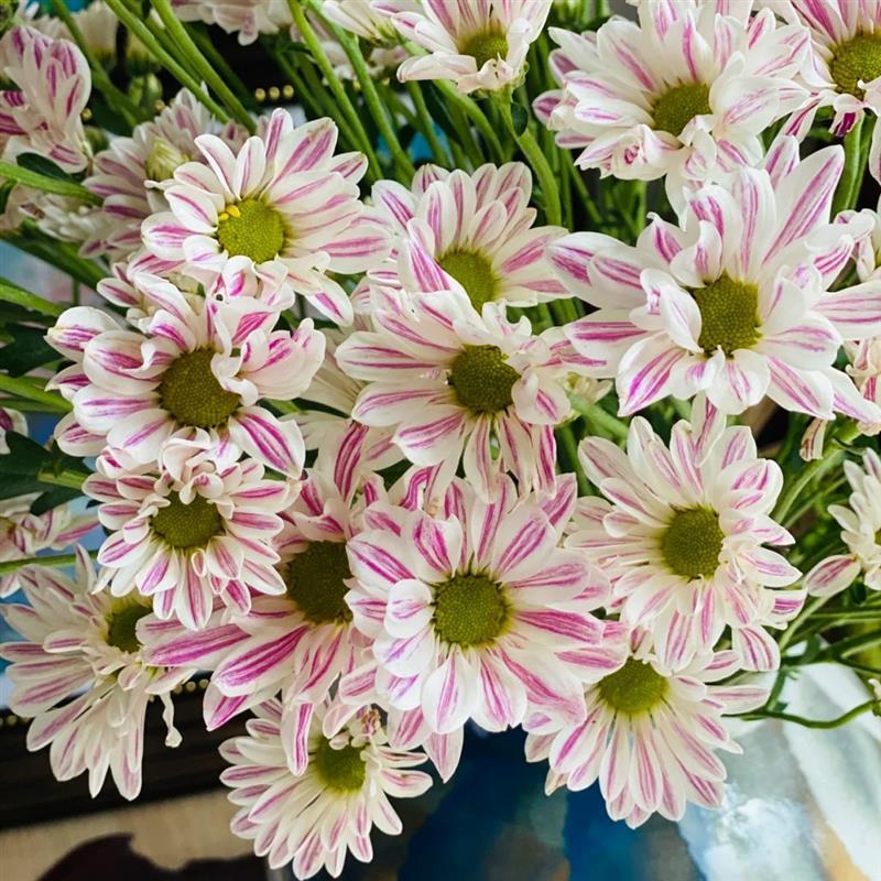 进口国产三文鱼斑纹小菊花小雏菊新鲜切