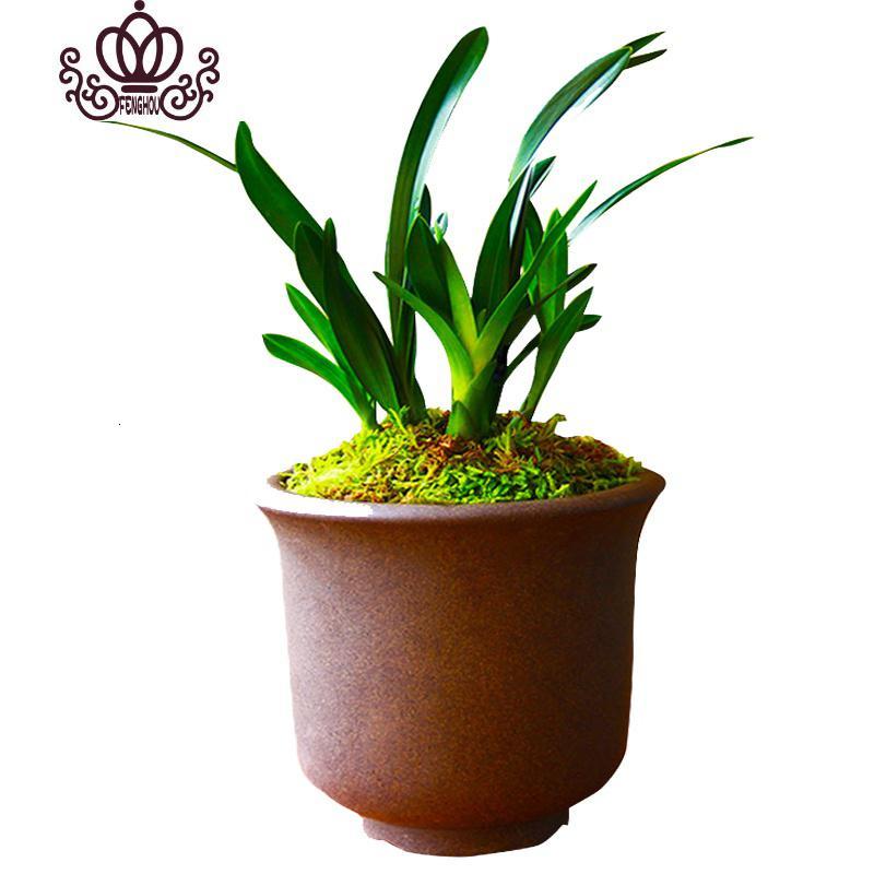 封后矮种兰花苗达摩灵素荷四季常绿兰花浓香室内花盆栽花卉室外绿植