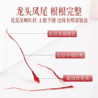 [7瓶装]北京同仁堂藏红花 1g 中国正品西藏拉萨市西红花非伊朗特级藏红花 泡水金黄色辛微苦