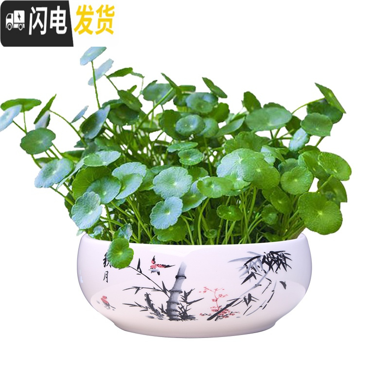 三维工匠大号铜钱水培花盆陶瓷金钱简约水养一叶莲碗莲水仙花 水培(梅兰竹菊)四个中号 大花盆容器
