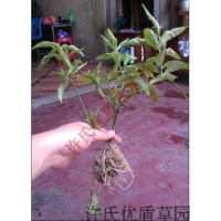 许氏优顿 忧循憂遁 优盾优遁 黎王汉帝 1棵苗鲜干叶