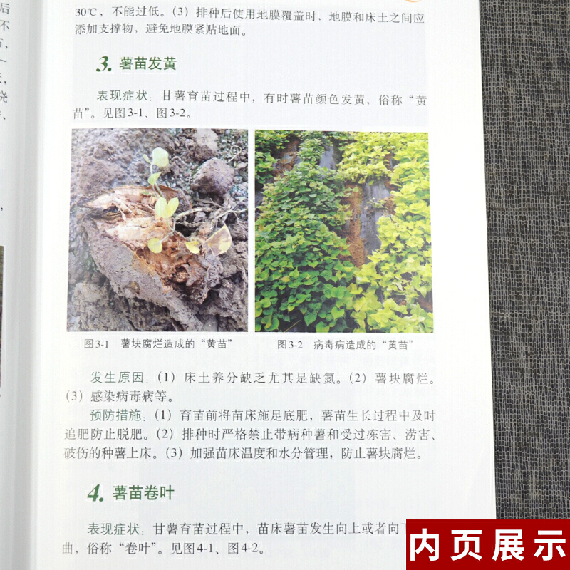 [醉染正版]图说甘薯生长异常及诊治 张立明 红薯山芋地瓜高效栽培种植技术书籍 疾病防治病虫害防治大全 中国农业出版社 9高清大图