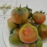 蔬果哆 新鲜蔬菜 辽宁特产 丹东铁皮西红柿 水果西红柿 2.5kg