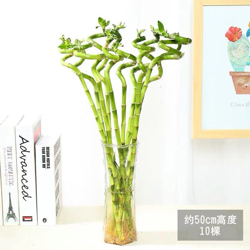 富贵竹水培植物发财树绿萝室内竹四季常青虎皮兰 盆栽