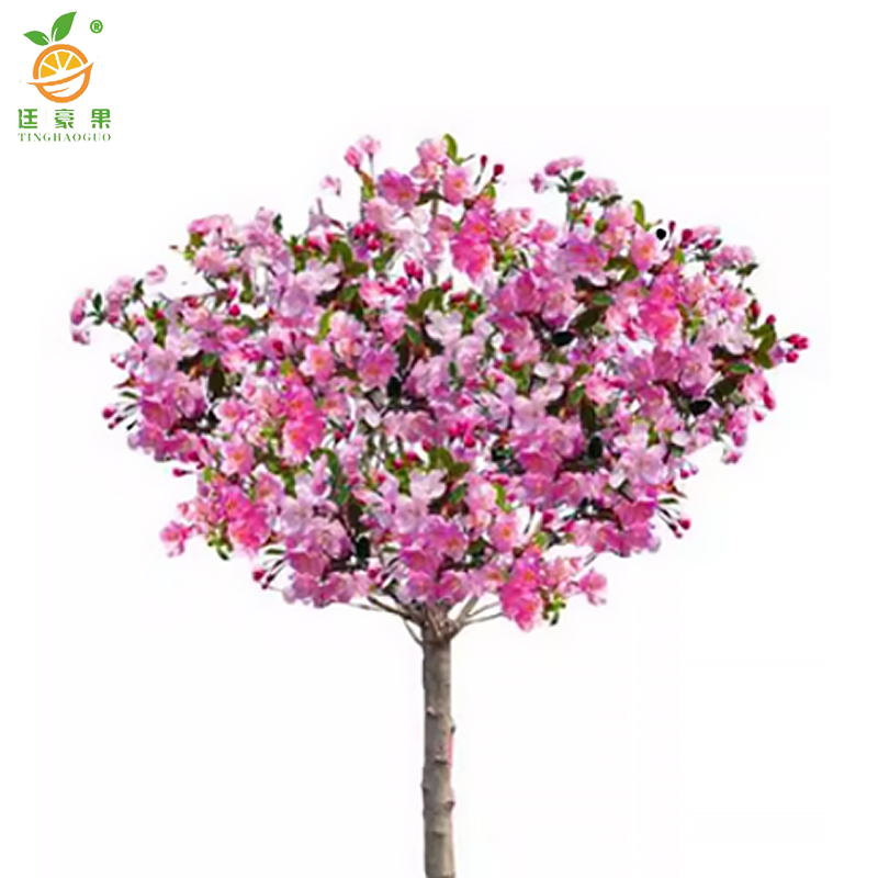 廷豪果 海棠树 绿植 5公分 /棵高清大图