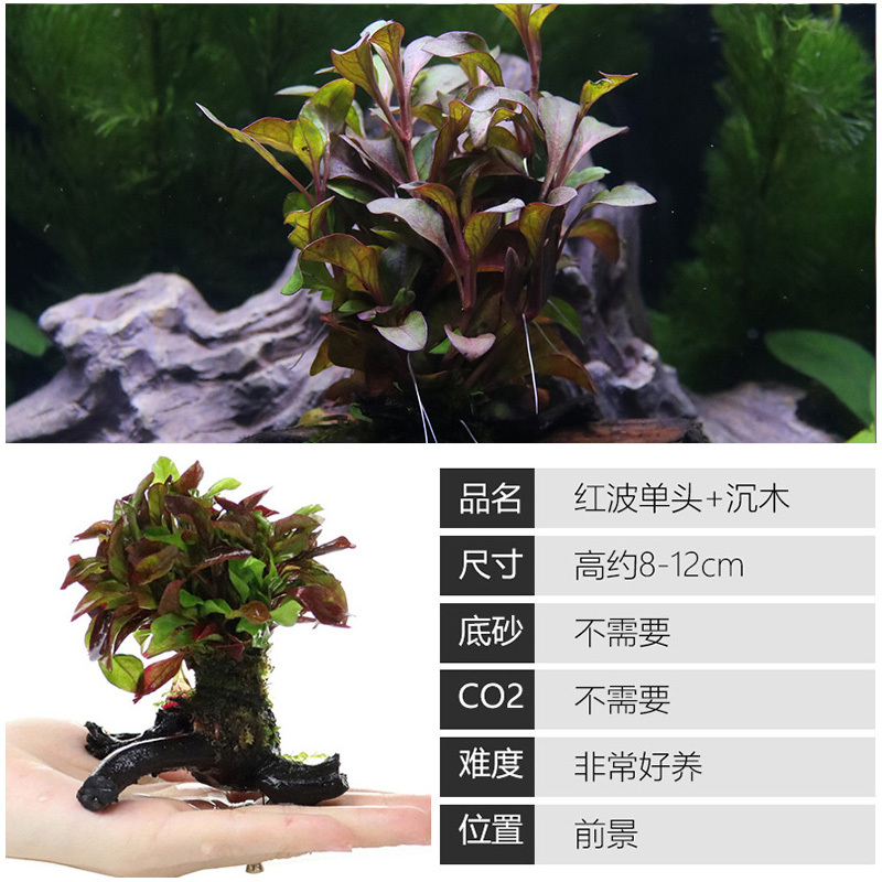 大九叶皇冠草真水草鱼缸装饰懒人水草淡水有茎类中后景性草