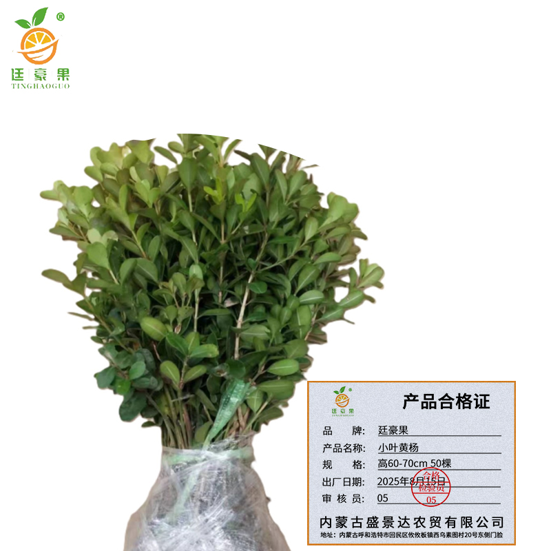 廷豪果 小叶黄杨树苗 高60-70cm 50棵/捆高清大图