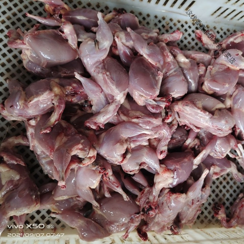 新鲜大鹌鹑/白条鹌鹑速冻散养剥皮鹌鹑肉烧烤 白条鹌鹑 十只尝鲜价