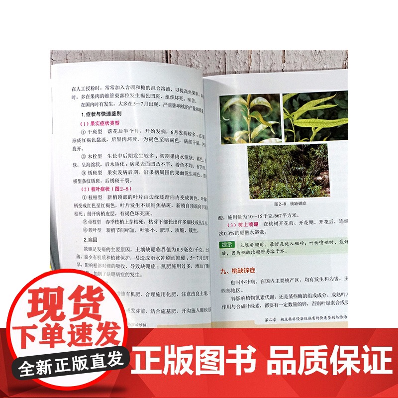 桃病虫害快速鉴别与防治妙招 王天元 化学工业出版社 正版书籍高清大图