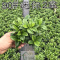 茉莉花盆栽重瓣带花苞 驱蚊植物室内室外阳台栀子花培香味养