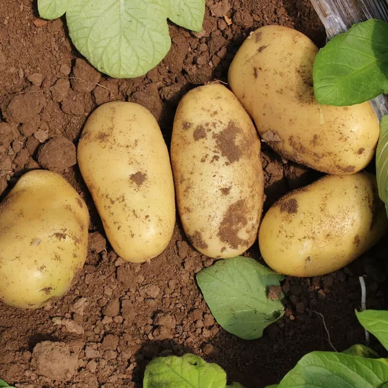 十款百吃不厌土豆良选榜推荐-苏宁头条