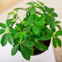 鸭脚木盆栽花卉七叶莲花苗办公室内除甲醛净化空气水培绿植鸭掌木
