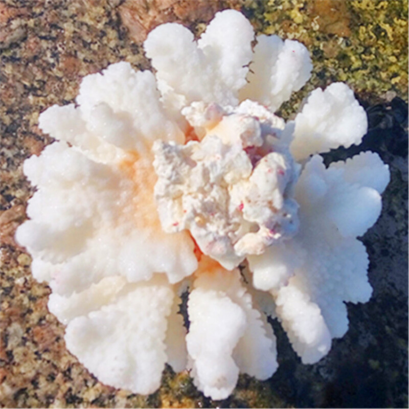 天然海螺贝壳精品白珊瑚摆件鱼缸水族造景珊瑚家居招财树