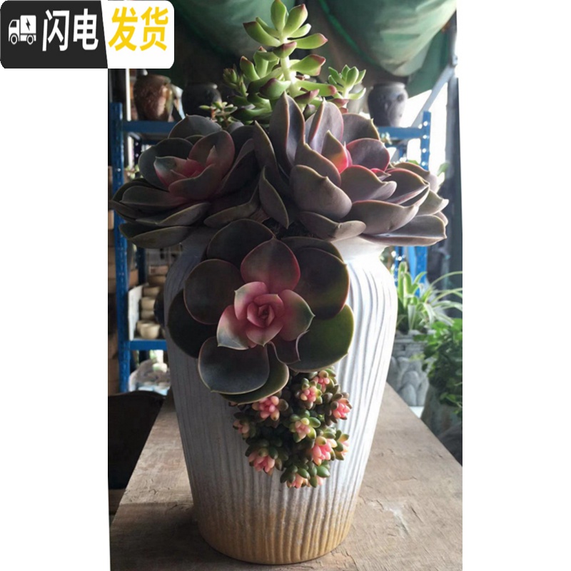 三维工匠创意大号特色划开口缺破口盆老桩植物多肉花盆陶瓷批发 大号蓝色缺口花盆 中等花盆容器高清大图