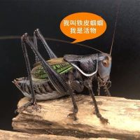 蝈蝈活体铁蝈蝈鸣虫蝈蝈活体超大幼虫憨叫大肚子叫翡翠绿蝈蝈宠物 一律大叫野生大个 铁皮蝈蝈