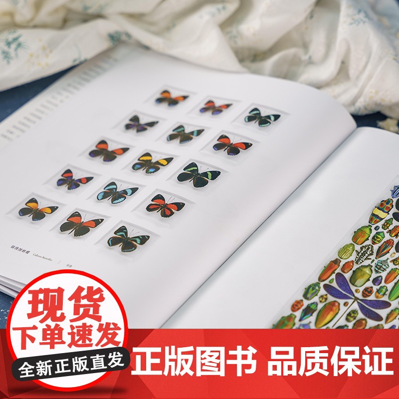 生命绽放:克里斯的自然艺术 中国国家地理昆虫标本艺术画册高清大图