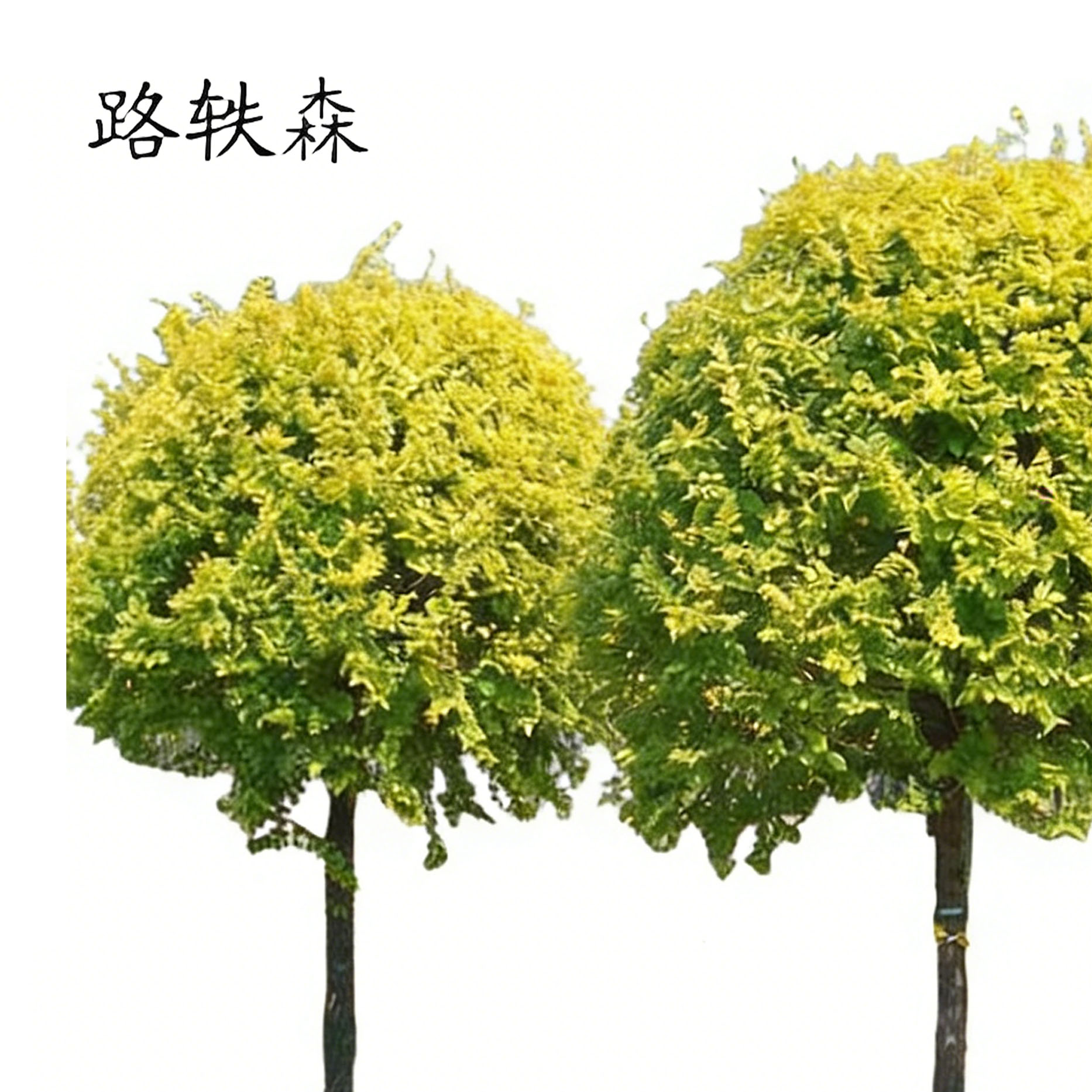 路轶森 黄金榆树苗 5公分 棵高清大图
