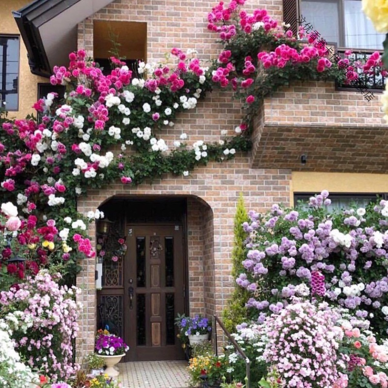 蔷薇花苗阳台藤本月季大花浓香庭院爬藤蔷薇玫瑰四季开花耐寒盆栽