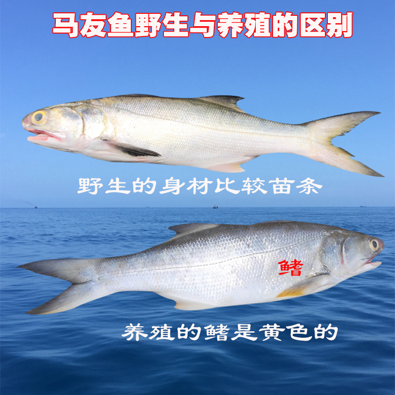 沈志雄船长 东山岛海鲜海捕马友鱼午鱼袋装 3-5条/1000g 海鲜礼包高清大图