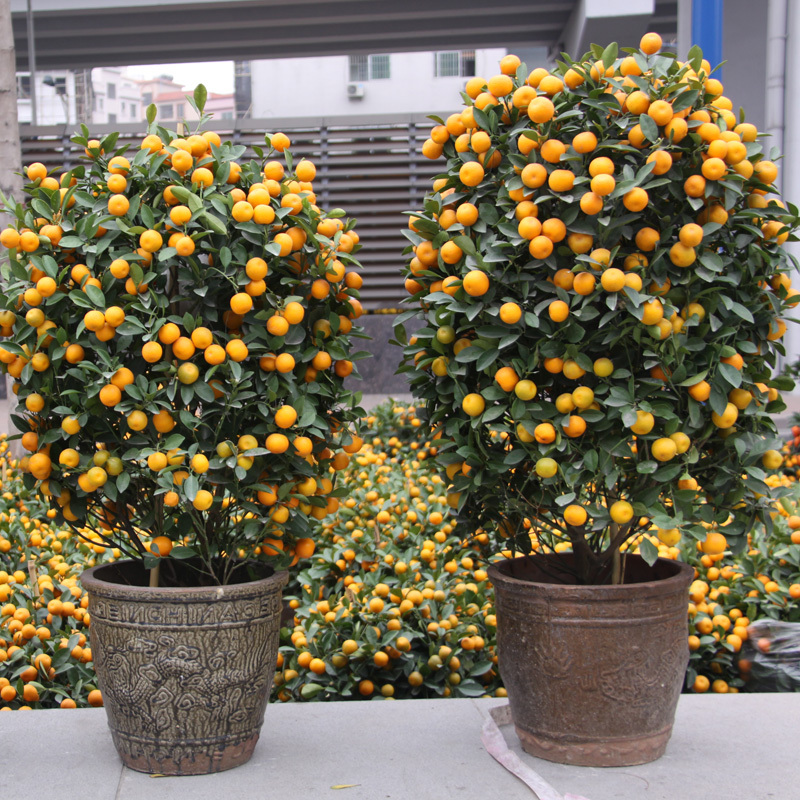 年宵花大金桔树盆栽带果室内招财植物带装饰品春节观赏盆景年橘树视频