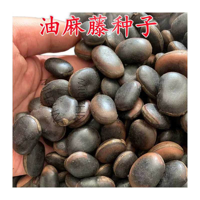 NHzhiw精选优质油麻藤种子1千克高清大图