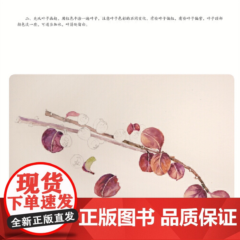 轻水彩生活书系——花草纪·折枝高清大图