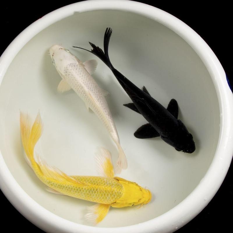 【金鱼儿】报价行情_排行_品牌_参数_怎么样_图片_商家-苏宁易购