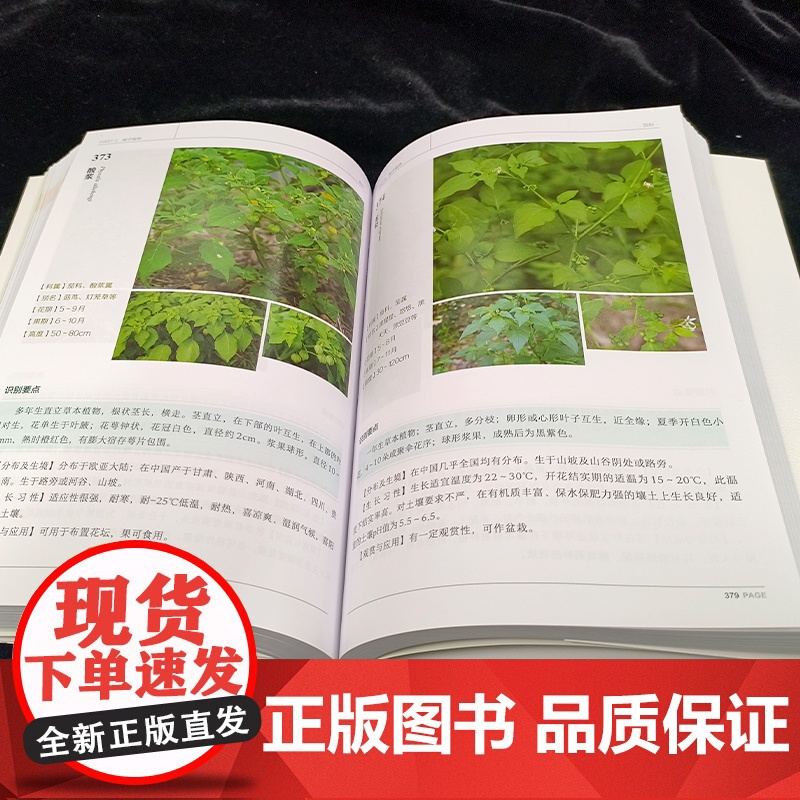 600种郊野植物图鉴 常见植物野外识别 植物大百科 野外实拍彩图 树形枝叶植物花卉种子观察图鉴风景郊野旅游植物科普大全手高清大图