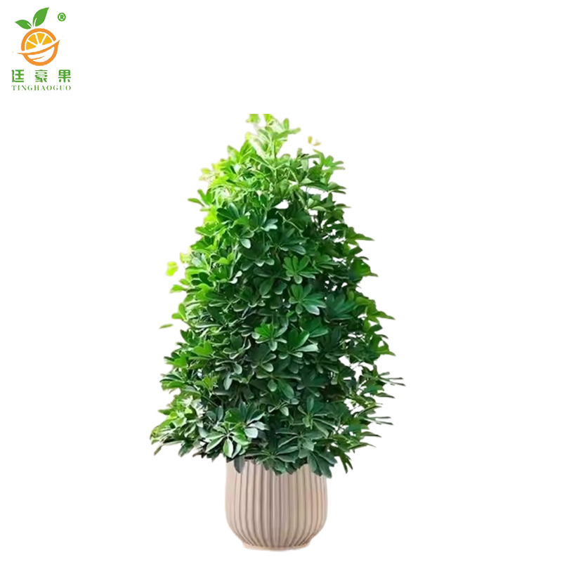 廷豪果 鸭掌木盆栽 胸径5-6cm /棵高清大图