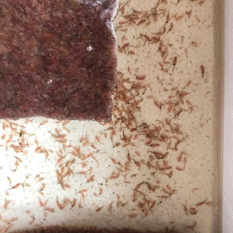 热带鱼饲料活体丰年虾大卤虫数量100200条津京冀优先发货活体丰年虾