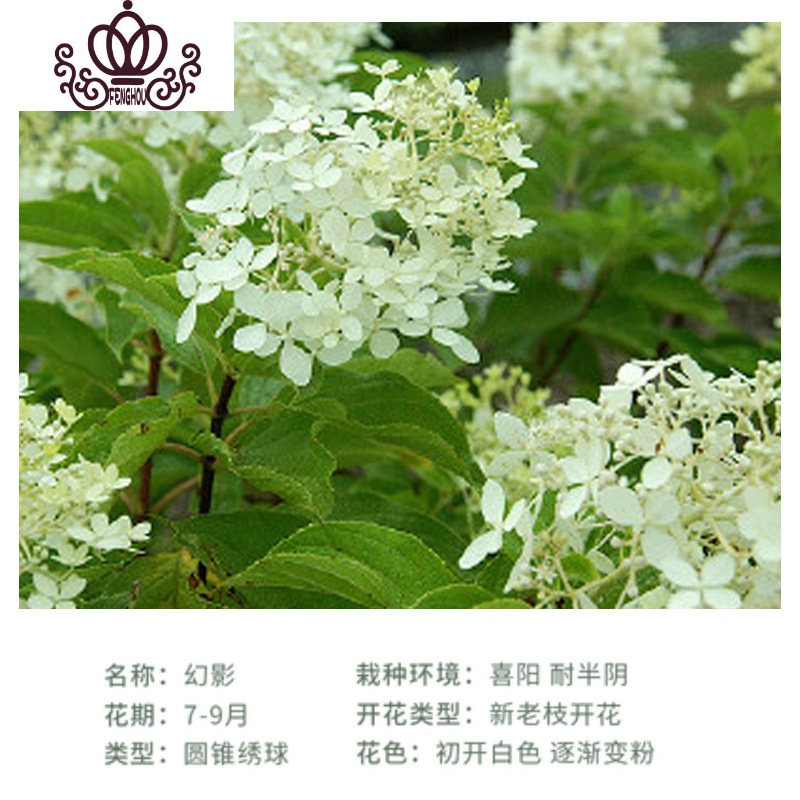 封后耐寒15年老桩无尽夏绣球花苗盆栽室内外八仙花卉阳台庭院四季开花a5幻影10年苗 买2颗送一颗 不含盆视频介绍 封后耐寒15年老桩无尽夏 绣球花苗盆栽室内外八仙花卉阳台庭院四季开花