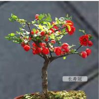 长寿冠海棠盆栽带花苞重瓣四季开花耐寒阳台花卉室内盆景绿植老桩 三年长寿冠海棠