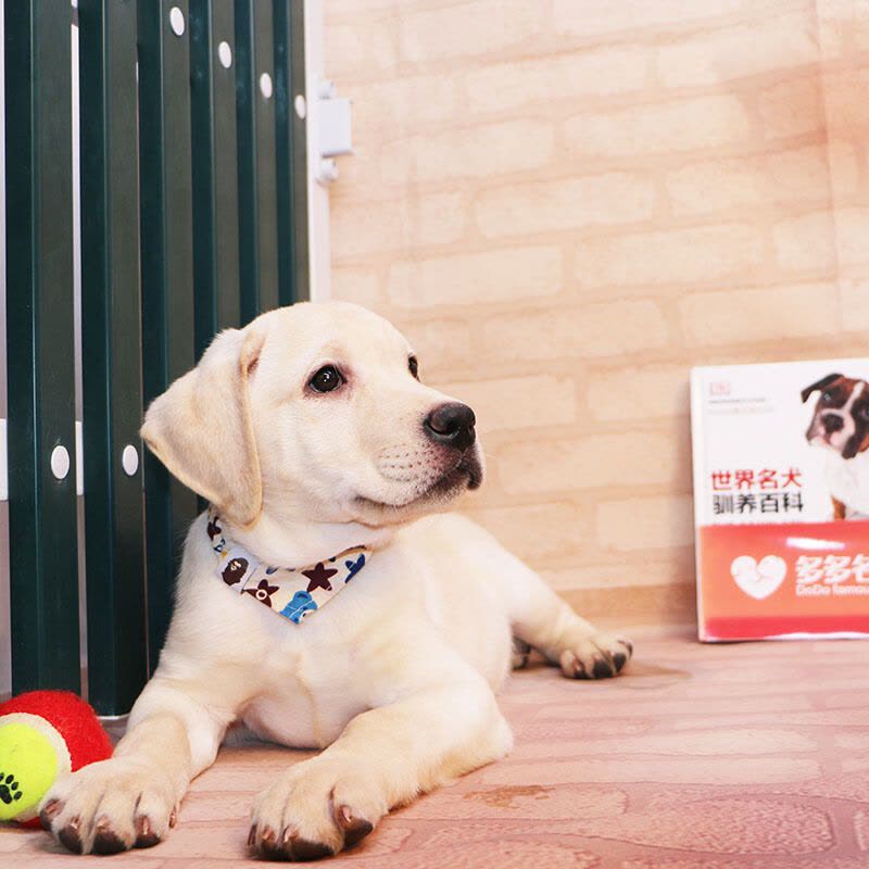 多多名宠拉布拉多幼犬导盲犬拉布拉多幼犬小型犬宠物狗狗中大型犬宠物级血统级均有图片