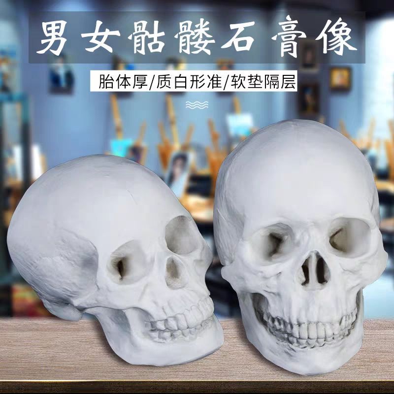 头骨石膏像素描教具男女头骨石膏像女头骨石膏像解剖头肌石膏头骨